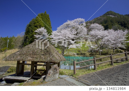 佛隆寺千年桜 134811984