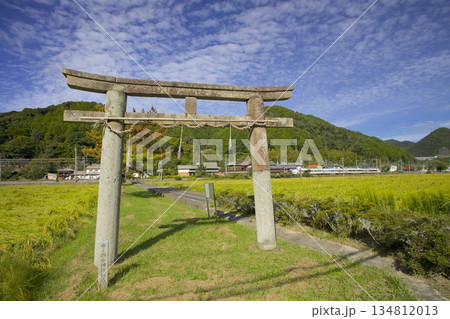稲穂実る田園の中をゆくJR福知山線・特急こうのとりと「酒滴神社（さかたれじんじゃ）」の石鳥居 134812013