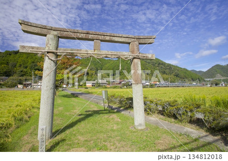 稲穂実る田園の中をゆくJR福知山線と「酒滴神社(さかたれじんじゃ)」の石鳥居 稲穂実る田園の中をゆくJR福知山線と「酒滴神社(さかたれじんじゃ)」の石鳥居 134812018