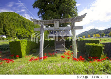 籾井川沿いの稲穂実る田園の中にポツンとある「丹波福住住吉神社」の鳥居とヒガンバナ 134812024