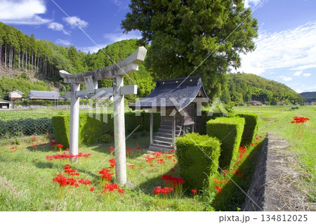 籾井川沿いの稲穂実る田園の中にポツンとある「丹波福住住吉神社」の鳥居とヒガンバナ 134812025
