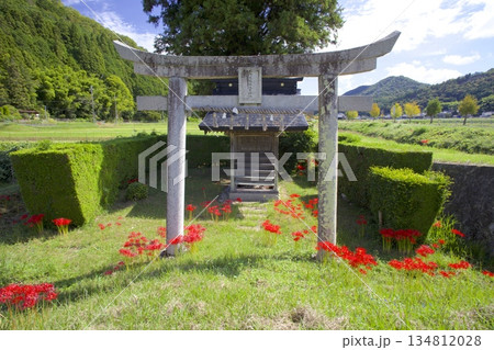 籾井川沿いの稲穂実る田園の中にポツンとある「丹波福住住吉神社」の鳥居とヒガンバナ 134812028