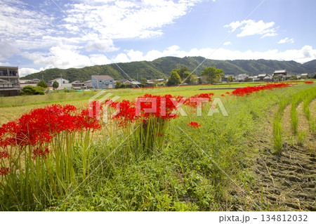 穴太寺周辺のヒガンバナ咲く稲穂実る田園 穴太寺周辺のヒガンバナ咲く稲穂実る田園 134812032