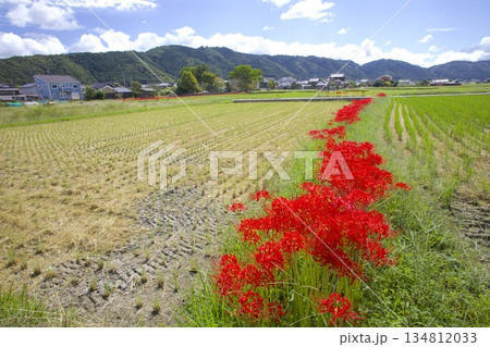 穴太寺周辺のヒガンバナ咲く稲穂実る田園 穴太寺周辺のヒガンバナ咲く稲穂実る田園 134812033