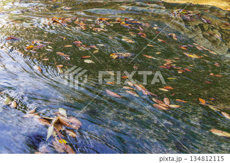 清流に流れる落ち葉 134812115