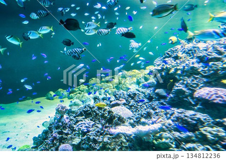 葛西臨海水族園 葛西臨海水族園 134812236