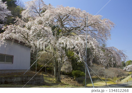 小野豆しだれ桜（おのずしだれざくら）/西播磨花の郷/樹齢約50年 134812268