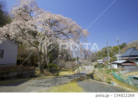 小野豆しだれ桜（おのずしだれざくら）/西播磨花の郷/樹齢約50年 134812269