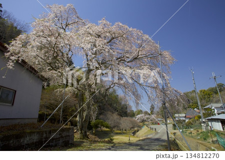 小野豆しだれ桜（おのずしだれざくら）/西播磨花の郷/樹齢約50年 134812270