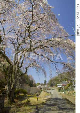 小野豆しだれ桜（おのずしだれざくら）/西播磨花の郷/樹齢約50年 134812274