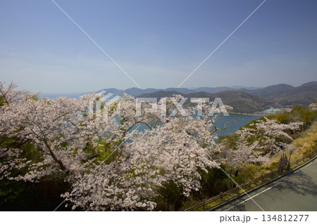 「万葉の岬」の桜と播磨灘を眺望 134812277