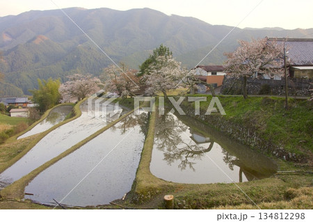 三多気の桜(みたけのさくら)/日本のさくら名所100選 三多気の桜(みたけのさくら)/日本のさくら名所100選 134812298