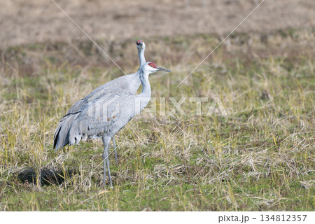 カナダヅルの番い 134812357