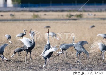マナヅルの番いの鳴き交わし マナヅルの番いの鳴き交わし 134812374