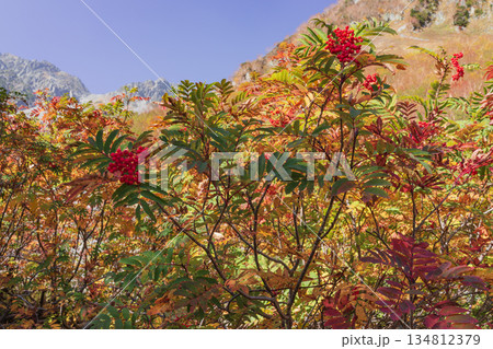 紅葉の涸沢から望む山並み 紅葉の涸沢から望む山並み 134812379