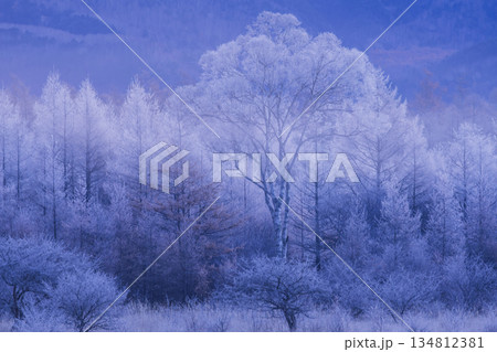 霧氷に覆われた木々 134812381