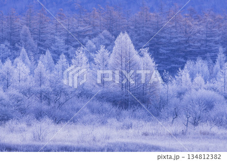 カラマツ林の黄葉 134812382