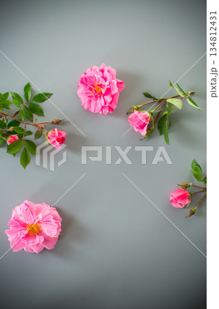 Minimalist garden rose arrangement on a gray background 134812431