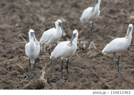 ヘラサギ 134812463