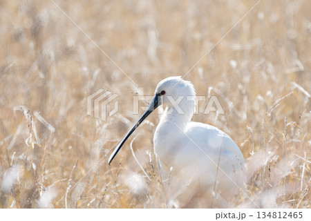 ヘラサギ 134812465