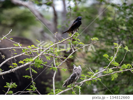Black bird on branch looking down at smaller owl perched below in tree Black bird on branch looking down at smaller owl perched below in tree 134812660