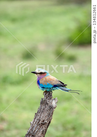 Lilac-breasted roller bird perched on a wooden stump in grassy safari landscape Lilac-breasted roller bird perched on a wooden stump in grassy safari landscape 134812661