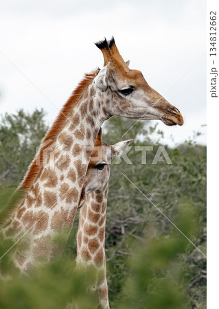 Two giraffe in natural habitat hidden by green bushes. Wildlife observation Two giraffe in natural habitat hidden by green bushes. Wildlife observation 134812662