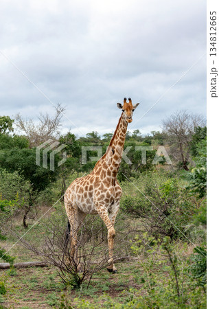 Giraffe standing tall in its natural habitat, amidst green shrubs and trees 134812665