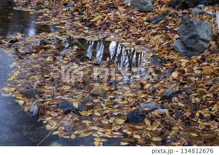落ち葉の絨毯 落ち葉の絨毯 134812676