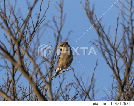 木の枝に止まるシメ 134812681