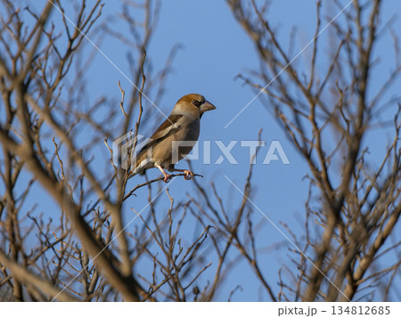 木の枝に止まるシメ 134812685