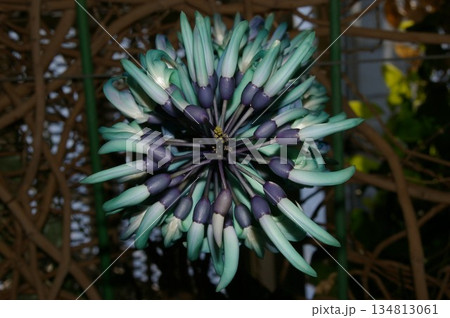 珍しい花 藍ヒスイカズラ 珍しい花 藍ヒスイカズラ 134813061