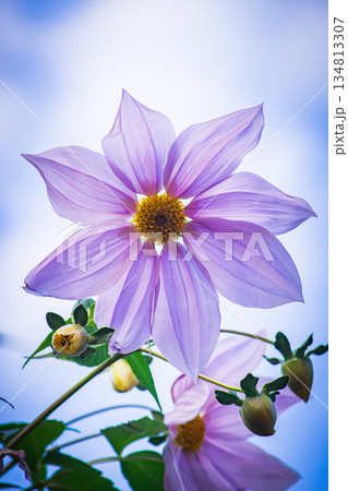 皇帝ダリヤ 134813307