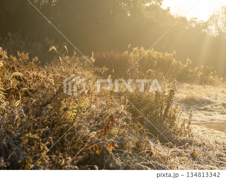 朝日に照らされた野原の風景 134813342