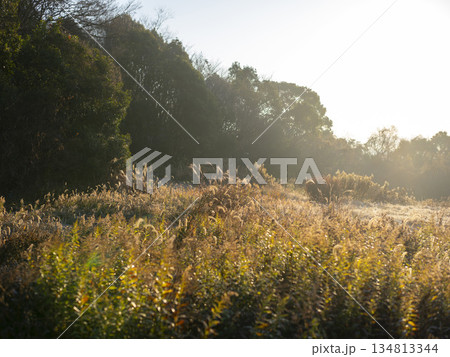 朝日に照らされた野原の風景 134813344
