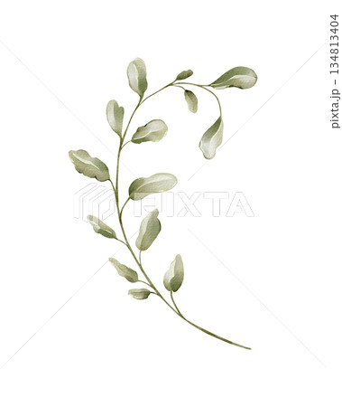 Leafy branch isolated watercolor clipart. Hand painted botanical greenery illustration for spring and summer designs, floral arrangements, invitations, stationery, branding and natural decor. Leafy branch isolated watercolor clipart. Hand painted botanical greenery illustration for spring and summer designs, floral arrangements, invitations, stationery, branding and natural decor. 134813404