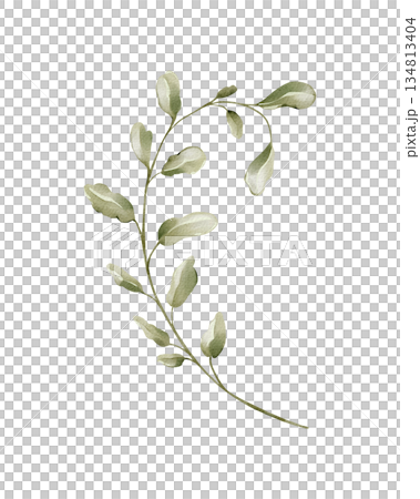 Leafy branch isolated watercolor clipart. Hand painted botanical greenery illustration for spring and summer designs, floral arrangements, invitations, stationery, branding and natural decor. Leafy branch isolated watercolor clipart. Hand painted botanical greenery illustration for spring and summer designs, floral arrangements, invitations, stationery, branding and natural decor. 134813404