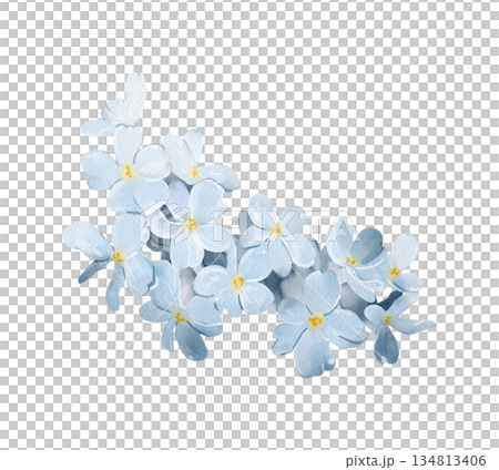 Forget-me-not flowers isolated watercolor clipart. Hand painted blue blossom illustration for spring and botanical designs, floral arrangements, greeting cards, invitations, scrapbooking, prints. Forget-me-not flowers isolated watercolor clipart. Hand painted blue blossom illustration for spring and botanical designs, floral arrangements, greeting cards, invitations, scrapbooking, prints. 134813406