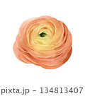 Ranunculus flower isolated watercolor clipart. Hand painted spring blossom illustration. Design element for greeting cards, invitations, floral compositions, stationery, branding and seasonal decor 134813407