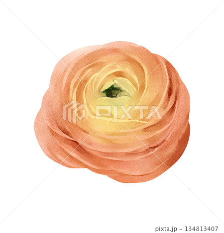 Ranunculus flower isolated watercolor clipart. Hand painted spring blossom illustration. Design element for greeting cards, invitations, floral compositions, stationery, branding and seasonal decor 134813407