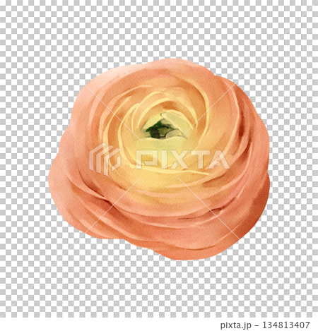 Ranunculus flower isolated watercolor clipart. Hand painted spring blossom illustration. Design element for greeting cards, invitations, floral compositions, stationery, branding and seasonal decor 134813407