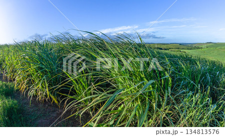 Farm Crops Wind Motion Blurs Landscape 134813576
