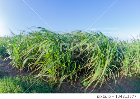 Farm Crops Wind Motion Blurs Landscape 134813577
