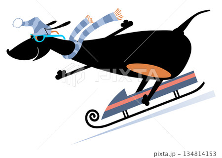 Cartoon dog rids on sledge illustration. Cartoon dachshund rides on sledge isolated on white illustration Cartoon dog rids on sledge illustration. Cartoon dachshund rides on sledge isolated on white illustration 134814153