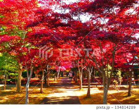 晩秋に染まる平岡樹芸センターのノムラモミジ 晩秋に染まる平岡樹芸センターのノムラモミジ 134814289