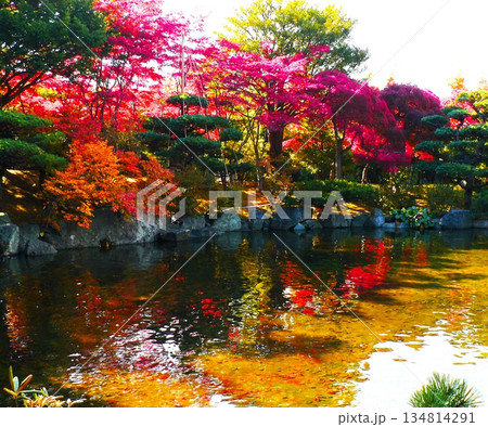 晩秋に染まる平岡樹芸センターのノムラモミジ 134814291