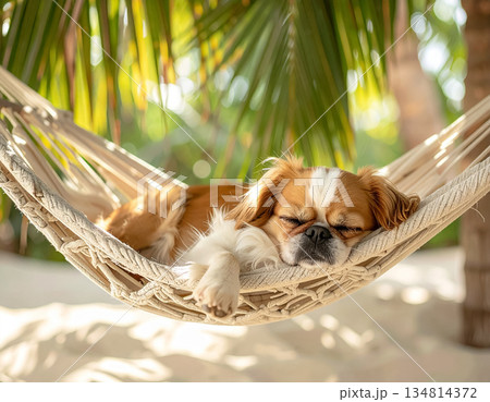 ハンモックで熟睡するペキニーズ犬の南国リゾート風景 134814372