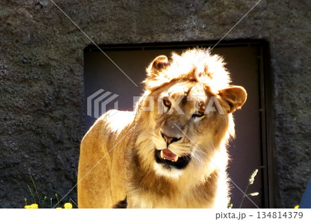 札幌円山動物園のライオン 134814379