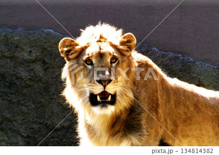 札幌円山動物園のライオン 134814382