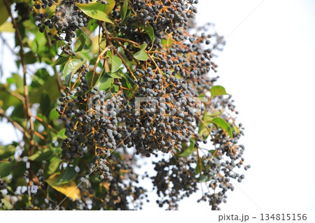 唐鼠黐（トウネズミモチ）の実 134815156